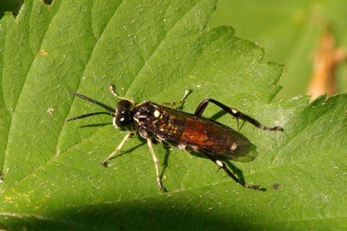 Réf. 243 057 : Macrophya militaris